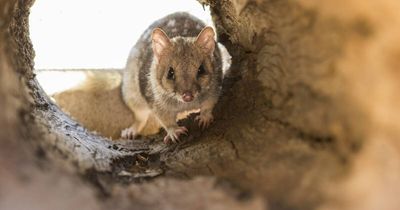 'More quolls than we can possibly hold' after breeding success