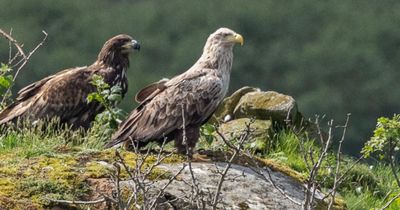 Eagles on Scottish island spotted showing 'unprecedented' caring behaviour