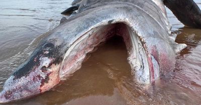 Huge basking shark washes up on Scottish beach