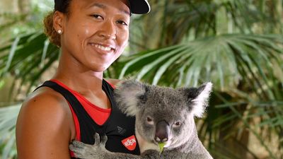 Cute cuddles canned as Koalas can't bear the stress