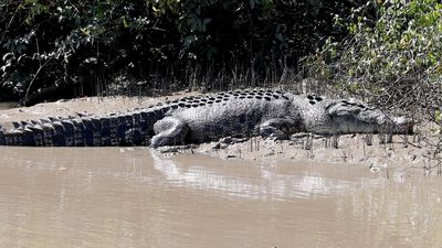 Child missing after suspected crocodile attack at creek