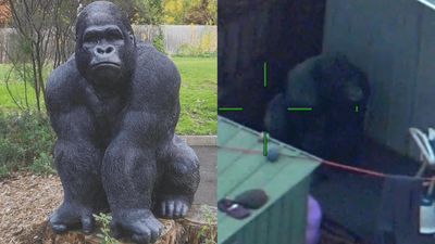 Garry The Stolent Gorilla Statue Has Been Returned After The Wildest Use Of Police Resources