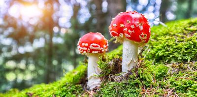 Interest grows in fly agaric – but here’s why you shouldn’t confuse it with ‘magic mushrooms’