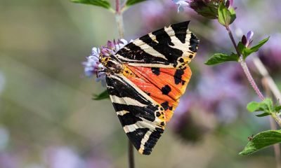 Specieswatch: Jersey tiger moth heads north as climate heats up