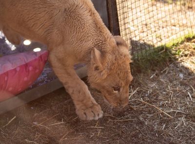 Freya the rescued lion cub is safe in South Africa, but many other lions there are bred to be shot