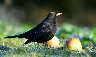 Blackbird numbers plummet in south of England amid potential spread of virus