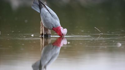 Australian icon tops list of birds pureed by planes