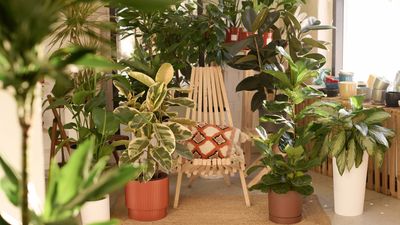 What I learned from a houseplant gnat infestation – and 5 things I now do to keep pests away from my indoor plants