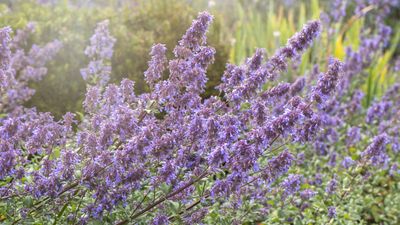 How to grow catmint – expert advice for this fragrant perennial