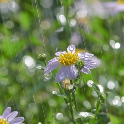 Wondering what to do in the garden when it's raining? This wet-weather gardening guide will keep you busy