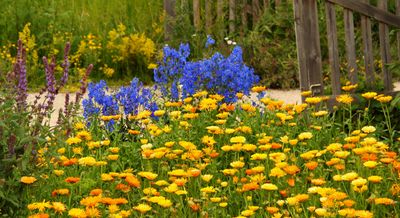 5 Flowers You Can Still Plant in July for an Extra Burst of Summer Color