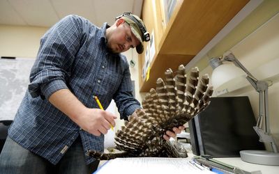Hundreds of thousands of owls to be killed in America to protect species