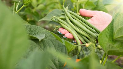 Why are my bean plants turning yellow? The common culprits revealed and expert remedies for healthy crops