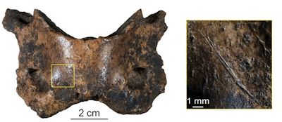 Scientists Just Uncovered New Clues About Ancient Human's Most Mysterious Cousins