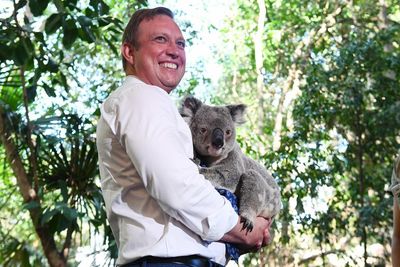 Should cuddling koalas be legal? Here’s why there’s a push to ban it in Queensland