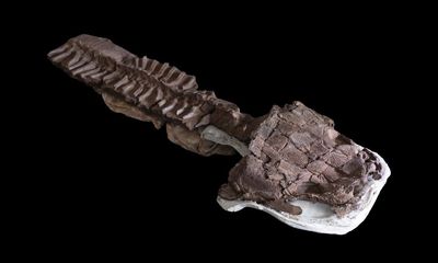 Fangs and toilet seat-shaped head: giant salamander-like fossil found in Namibia