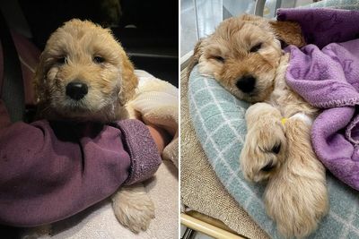 Vet Applauded For Response After Owner Brings In Seven-Week-Old Puppy To Be Put Down