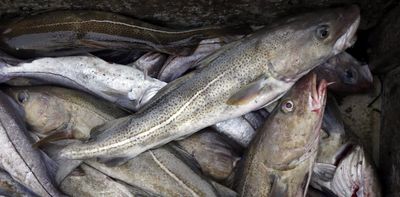 The federal government has lifted the moratorium on Northern cod fishing after 32 years