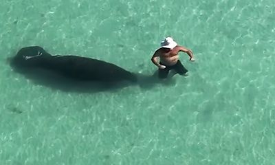 Watch: Wader ‘almost loses shorts’ when surprised by giant sea cow