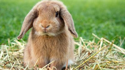 How to litter box train a rabbit in 5 easy steps