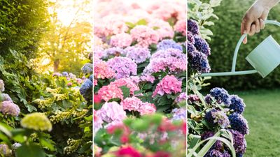 Is your hydrangea not blooming? Pros reveal the 5 reasons why, plus how to fix them