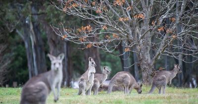 More than 1200 kangaroos killed in annual ACT cull