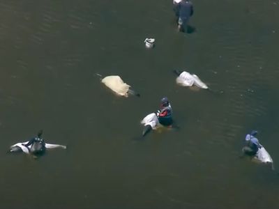 ‘Just tore me apart’: More than a dozen dolphins die in mass stranding around Cape Cod