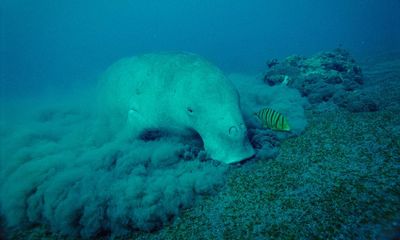 ‘We rarely see them now’: just how vulnerable are Vanuatu’s dugongs?