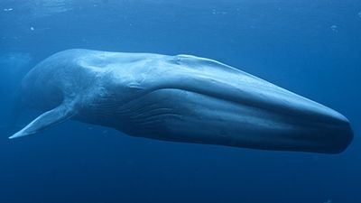 Smallest ever baby blue whale captured on camera