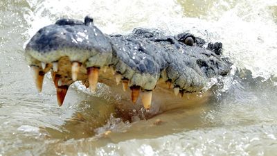 'Technicality' bites controversial croc control laws