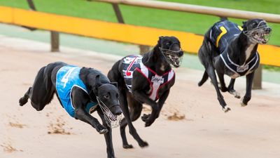 Dire straits for greyhound industry board