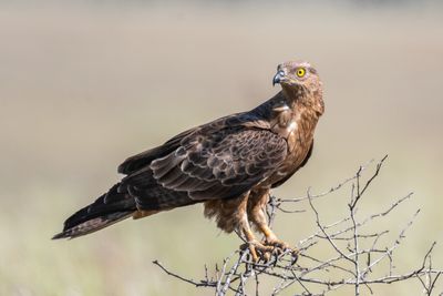 Anything for the shot? Photographer fined for disturbing incredibly rare Honey Buzzards and their young