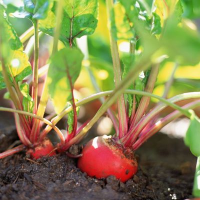 How to grow beetroot in five easy steps - when to sow, plant and harvest this vibrant vegetable