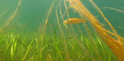 Busy soundscapes of seagrass meadows and the animals that live there revealed in new recordings – podcast