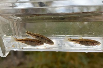 Gold mines threaten rare desert fish