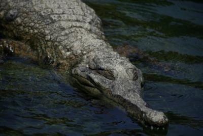 12-Year-Old Child Attacked By Crocodile In Northern Territory