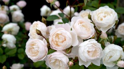 Can roses grow in the shade? Experts discuss whether this classic flowering plant can tolerate shady situations
