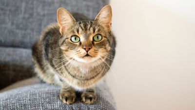 Boost your cat's happiness with this simple tip from an expert trainer