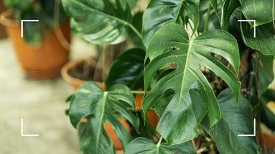 How to Care for a Monstera Plant: an expert guide to keeping this tropical favourite happy