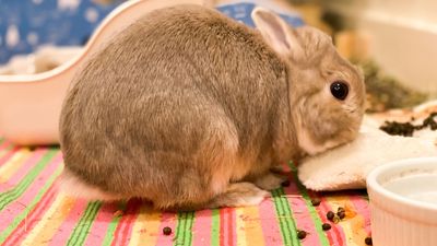 Do rabbits eat their poop? What's normal and not