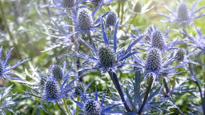 How to grow and care for eryngiums – 3 expert tips for these drought-tolerant, sculptural summer flowers