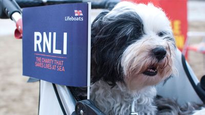 Stranded dog and owner rescued by lifeboat volunteers