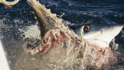 Searching for 'Makozilla' — the supersized mako sharks in the North Pacific