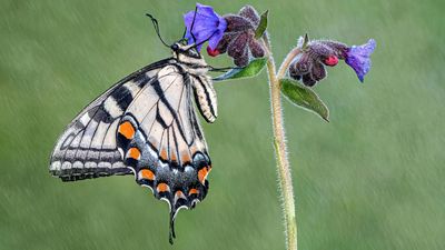 "Macro photography is complicated," admits nature photographer Tony North