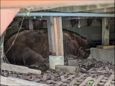 Grin and bear it: ‘Giant’ bear found under deck of Colorado home