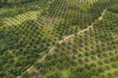 A study finds Indonesia's deforested land is often left idle. But some see potential in that