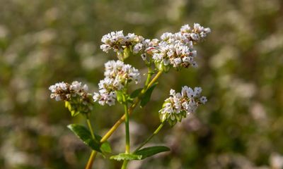 Weatherwatch: Buckwheat, miracle crop for a future of extreme heat