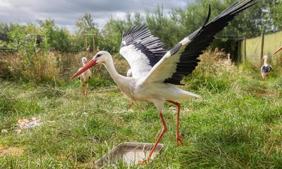 Rewilding plan aims to bring majestic white storks to London