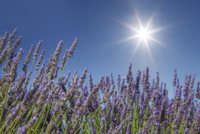 10 Drought-Tolerant Plants to Survive Dry Weather and Make Your Yard More Water-Wise