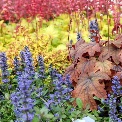 10 of the best ground cover plants to prevent weeds – with growing tips from the experts